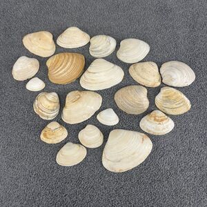 Lot of 20 Mixed Beach Clam Shells‎ Natural Craft Decor Bulk Assorted Sizes 1-3"